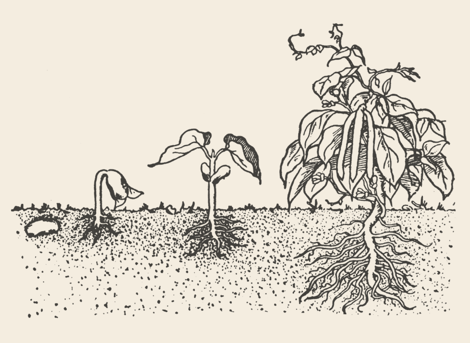 Life cycle illustration of a bean plant.